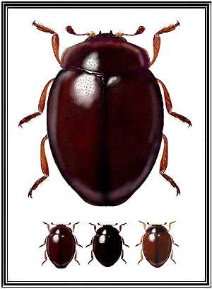 Coccidophilus sp.